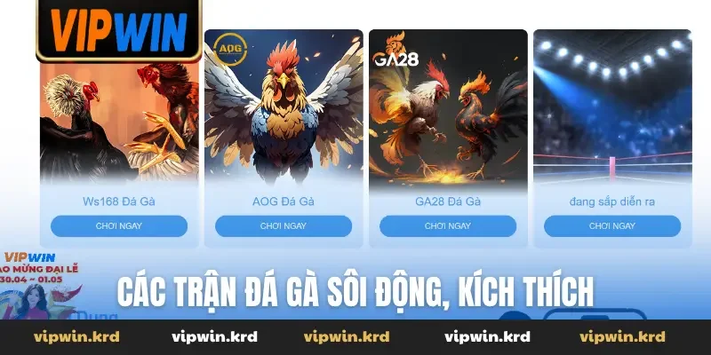 Các trận đá gà sôi động, kích thích